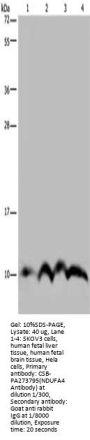 NDUFA4 Antibody