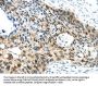 VAMP2 Antibody