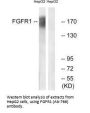 FGFR1 (Ab-766) Antibody
