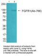 FGFR1 (Ab-766) Antibody