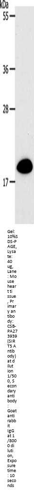 SIRT5 Antibody