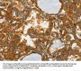 Rabbit anti-human GOT1 polyclonal antibody