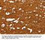 Rabbit anti-human GOT1 polyclonal antibody