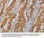DKK3 Antibody