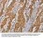 DKK3 Antibody