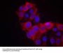 KDR (Ab-1214) Antibody