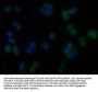 TGFBR3L Antibody