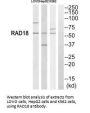 RAD18 Antibody