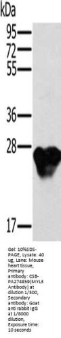 MYL3 Antibody