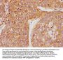 PSG9 Antibody
