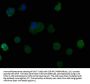 PSG9 Antibody