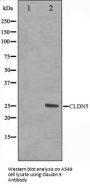 CLDN5 Antibody