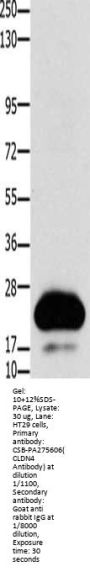 CLDN4 Antibody