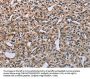 PNPT1 Antibody
