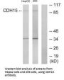 CDH15 Antibody