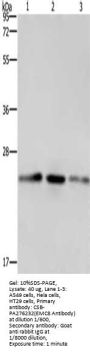 EMC8 Antibody