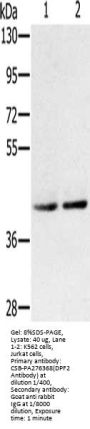 DPF2 Antibody