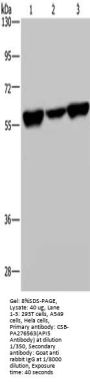 API5 Antibody