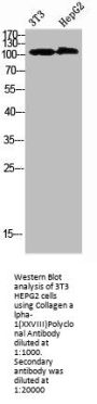 COL28A1 Antibody