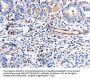 COX11 Antibody