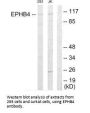 EPHB4 Antibody