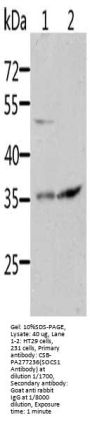 SOCS1 Antibody