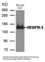 FLT4 Antibody