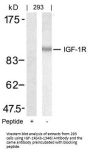 IGF1R (Ab-1346) Antibody