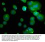 PDE1B Antibody