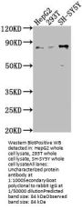 Uncharacterized protein Antibody