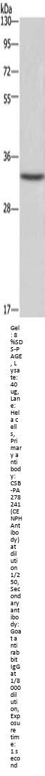CENPH Antibody