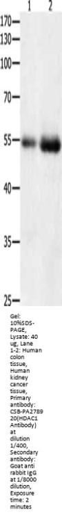 HDAC1 Antibody