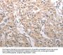 RAD52 Antibody