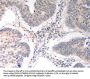 ICOSLG Antibody