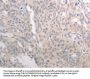 ICOSLG Antibody