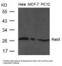 RAB5A Antibody
