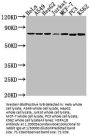 HSPA1B Antibody