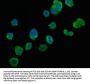 HSPA1B Antibody