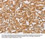 OLR1 Antibody