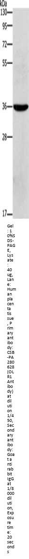 OLR1 Antibody