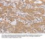 OLR1 Antibody