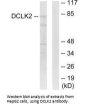DCLK2 Antibody