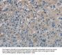 PGLYRP1 Antibody