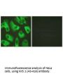 KCNJ16 (Ab-416) Antibody