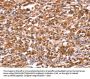 AMER1 Antibody