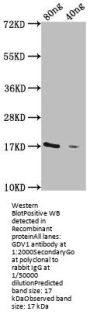 GDV1 Antibody