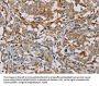 MSR1 Antibody