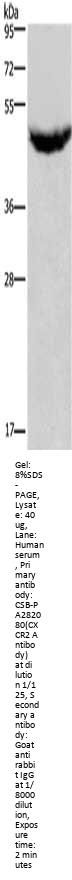 CXCR2 Antibody