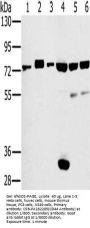 CD44 Antibody