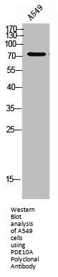 PDE10A Antibody
